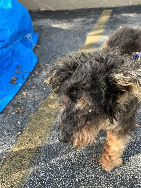 A senior medium-sized male Schnauzer dog named Wylie for adoption in Miami, FL