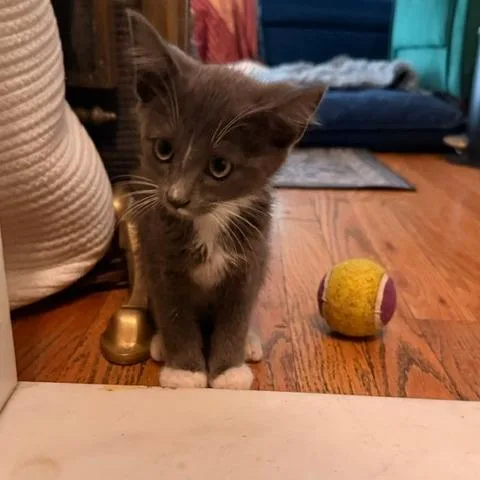 A baby small-sized male White Siamese cat named Leonardo Dicatrio for adoption in Staten Island, NY