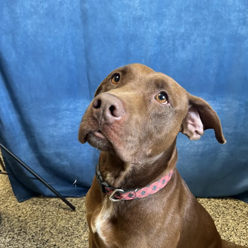An adult medium-sized male Red / Chestnut / Orange Pit Bull Terrier dog named Zeus for adoption in Fairmont, MN