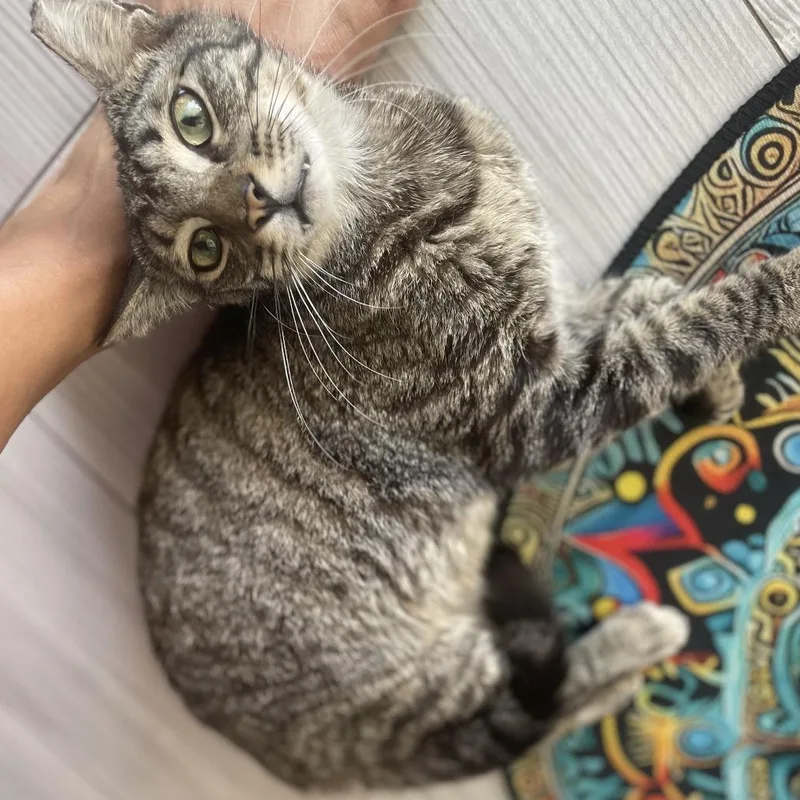 A young medium-sized male Brown / Chocolate Domestic Short Hair cat named Sweetness for adoption in Boston, MA