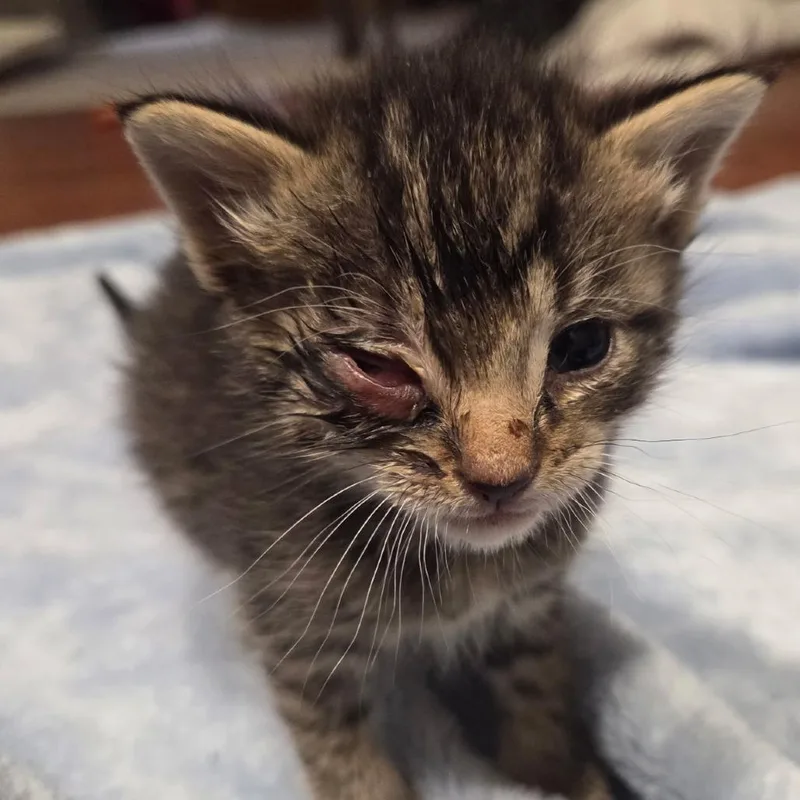 A baby small-sized male Brown / Chocolate Domestic Short Hair cat named Alpha for adoption in Bel Air, MD