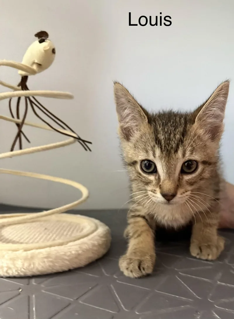 A baby medium-sized male Domestic Short Hair cat named Louis .. for adoption in Apopka, FL