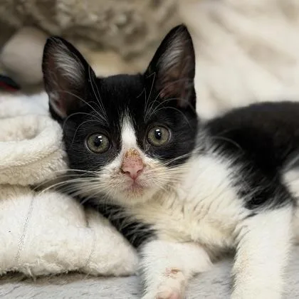 A baby medium-sized female Domestic Short Hair cat named Happiny for adoption in Sacramento, CA