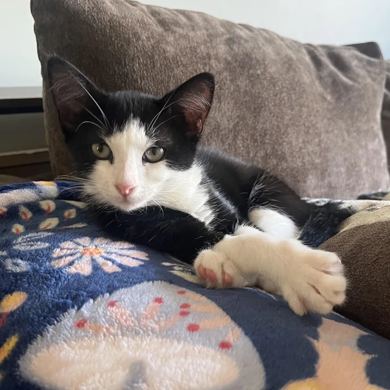 A baby small-sized female Black & White / Tuxedo Domestic Short Hair cat named Kao for adoption in Richmond, VA