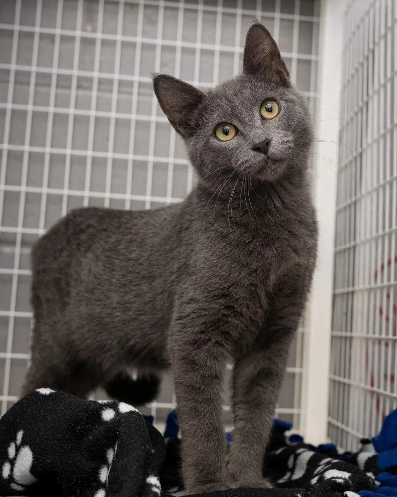 A baby small-sized male Domestic Short Hair cat named Miso for adoption in Boone, IA