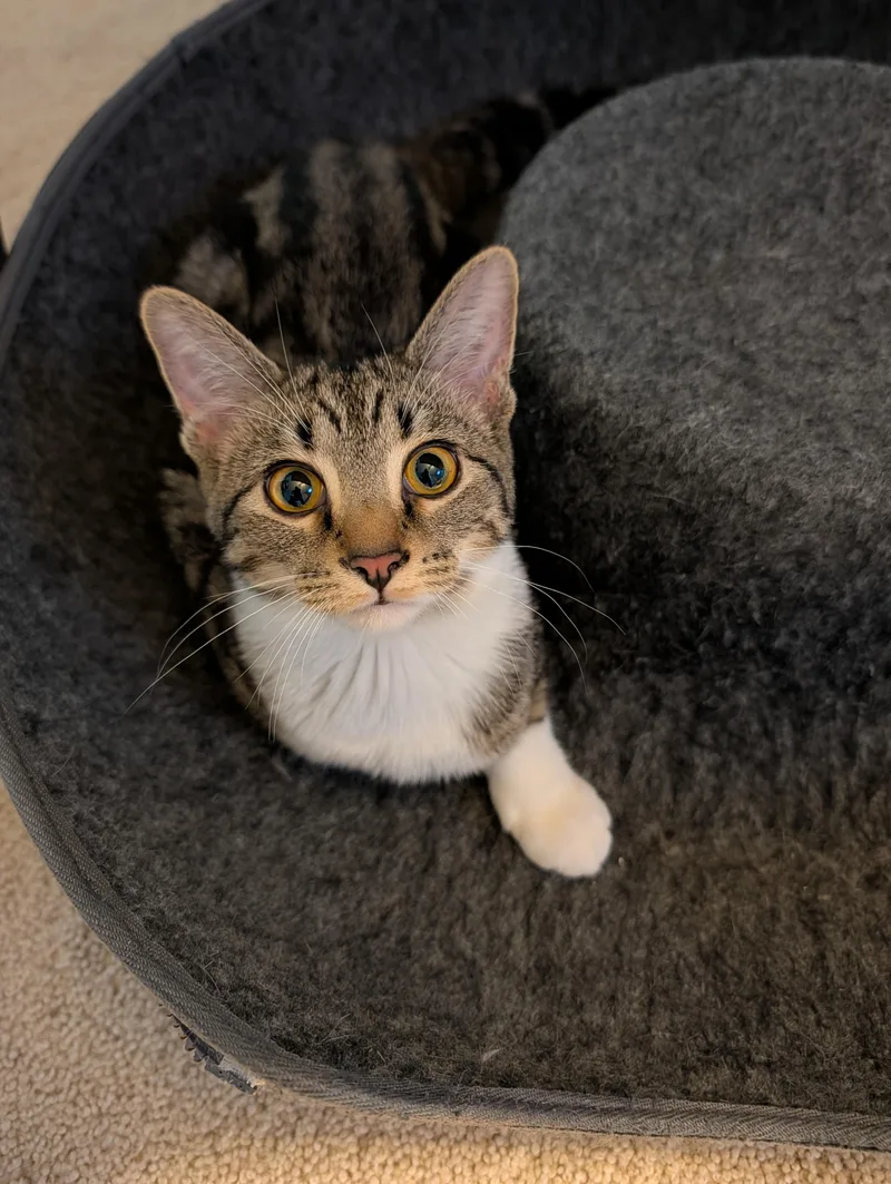 A baby medium-sized female Tabby (Brown / Chocolate) Domestic Short Hair cat named Isabelle for adoption in Hudsonville, MI