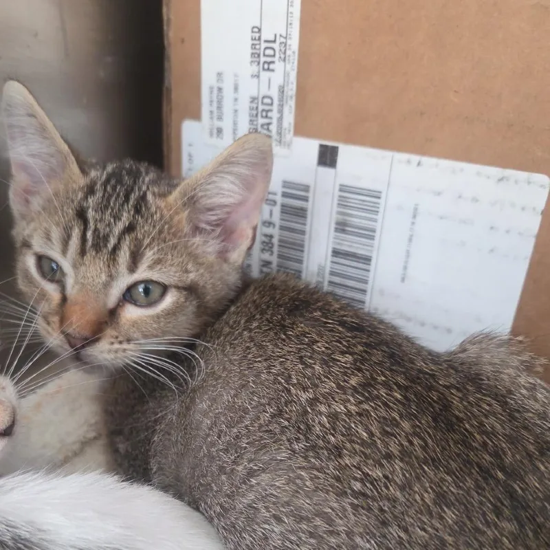 A baby small-sized male Gray / Blue / Silver Domestic Short Hair cat named James for adoption in Starkville, MS