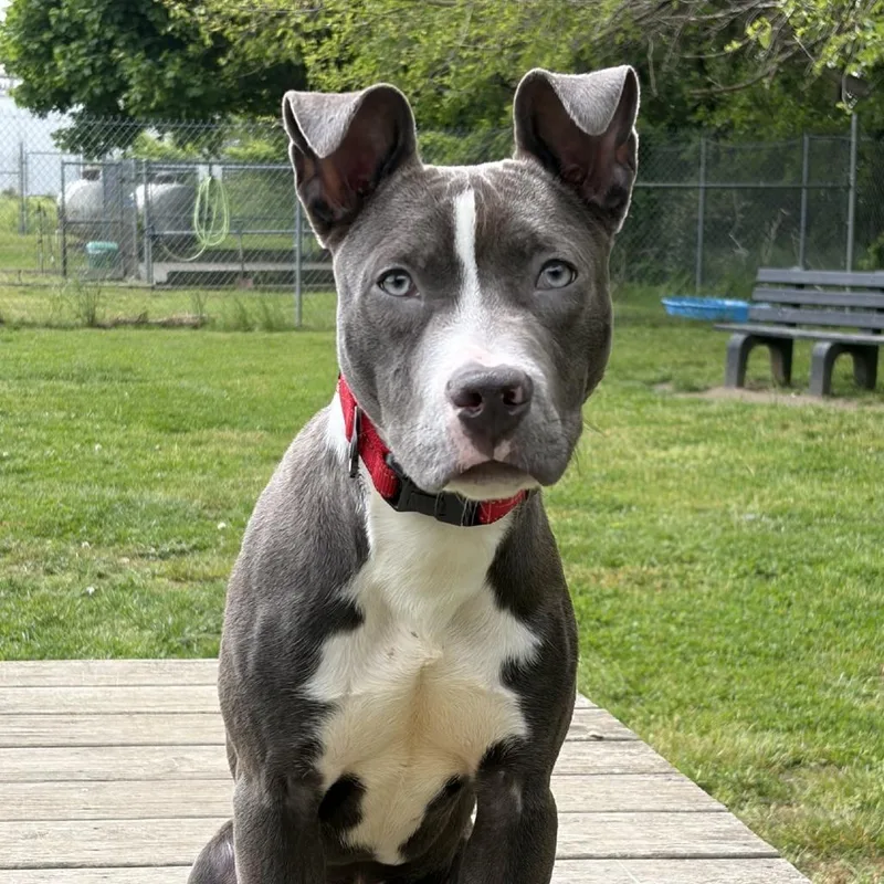 A young medium-sized male Gray / Blue / Silver Pit Bull Terrier dog named Opie for adoption in Ridgely, MD