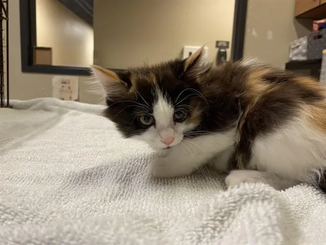 A baby small-sized female Domestic Long Hair cat named Linny for adoption in Modesto, CA