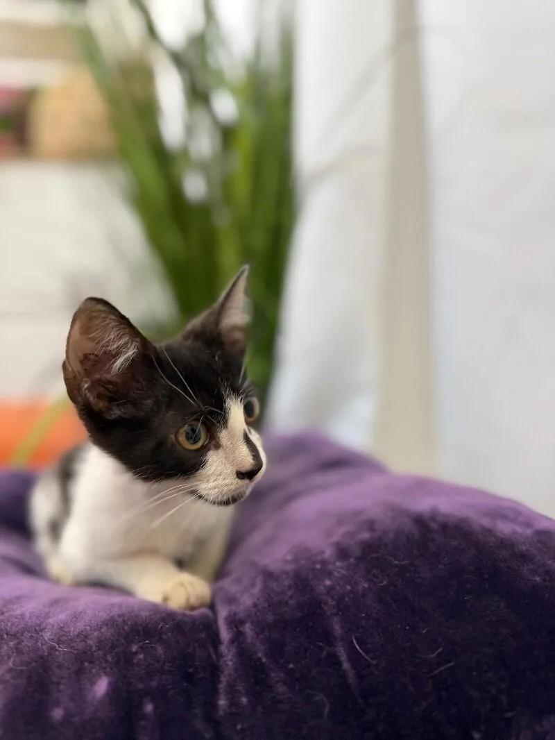 A young medium-sized female Black Tuxedo cat named Ariel Harmison for adoption in Friendswood, TX