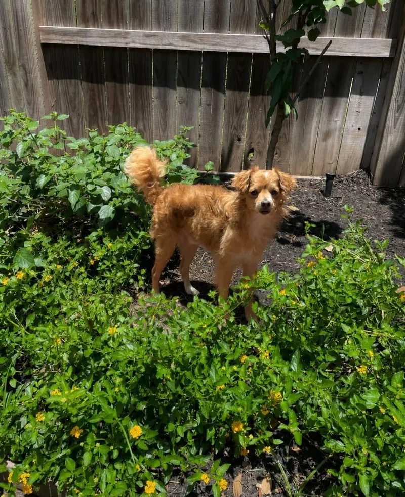 A young medium-sized male Chihuahua dog named Colby for adoption in Katy, TX