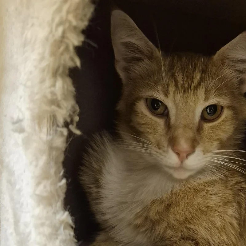 Fish Taco thumbnail 2