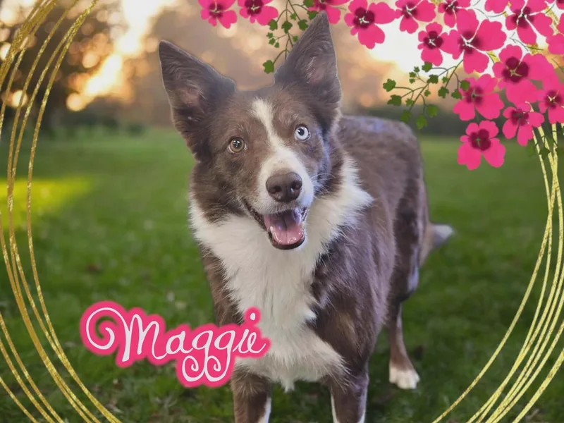 Maggie thumbnail 4
