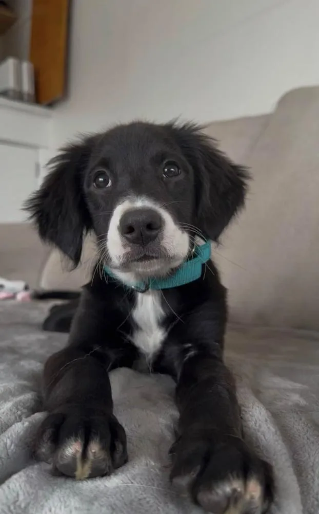LuLu