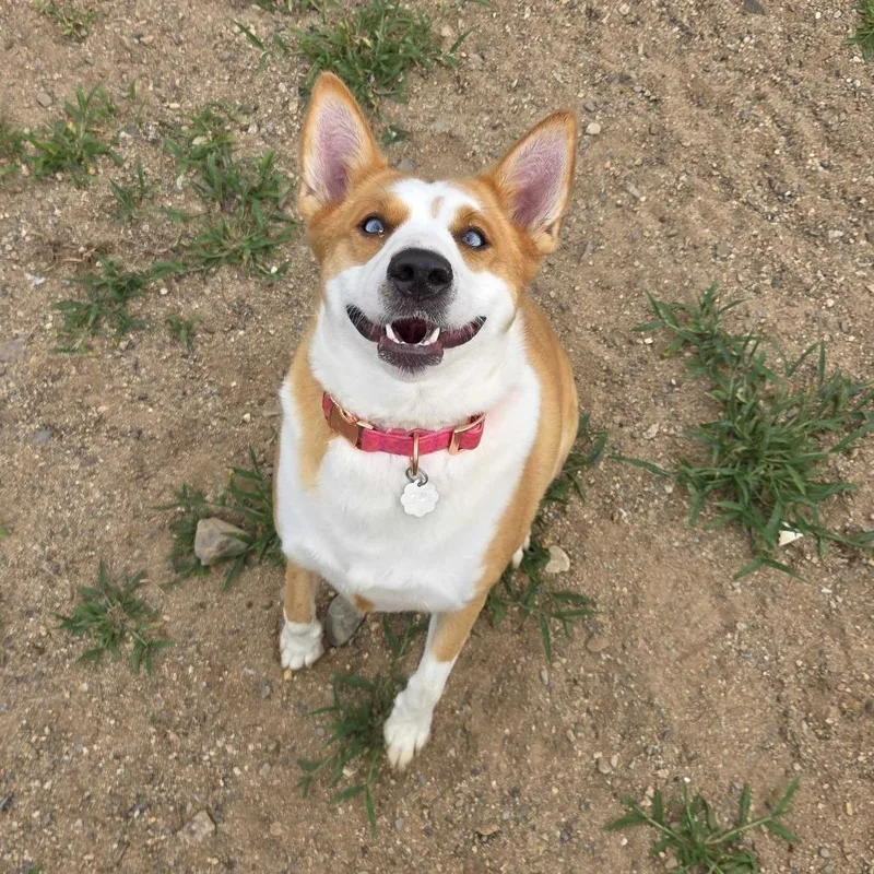 An adult large-sized female White / Cream Husky dog named Sky for adoption in Kennebunk, ME