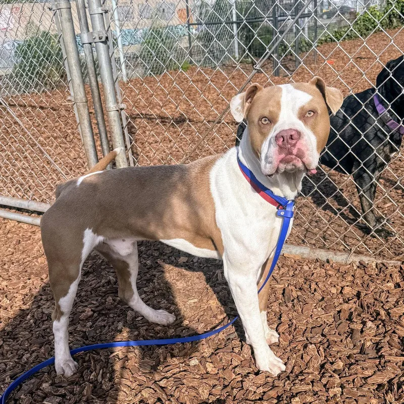 A young large-sized male Pit Bull Terrier dog named Belden for adoption in Oakland, CA