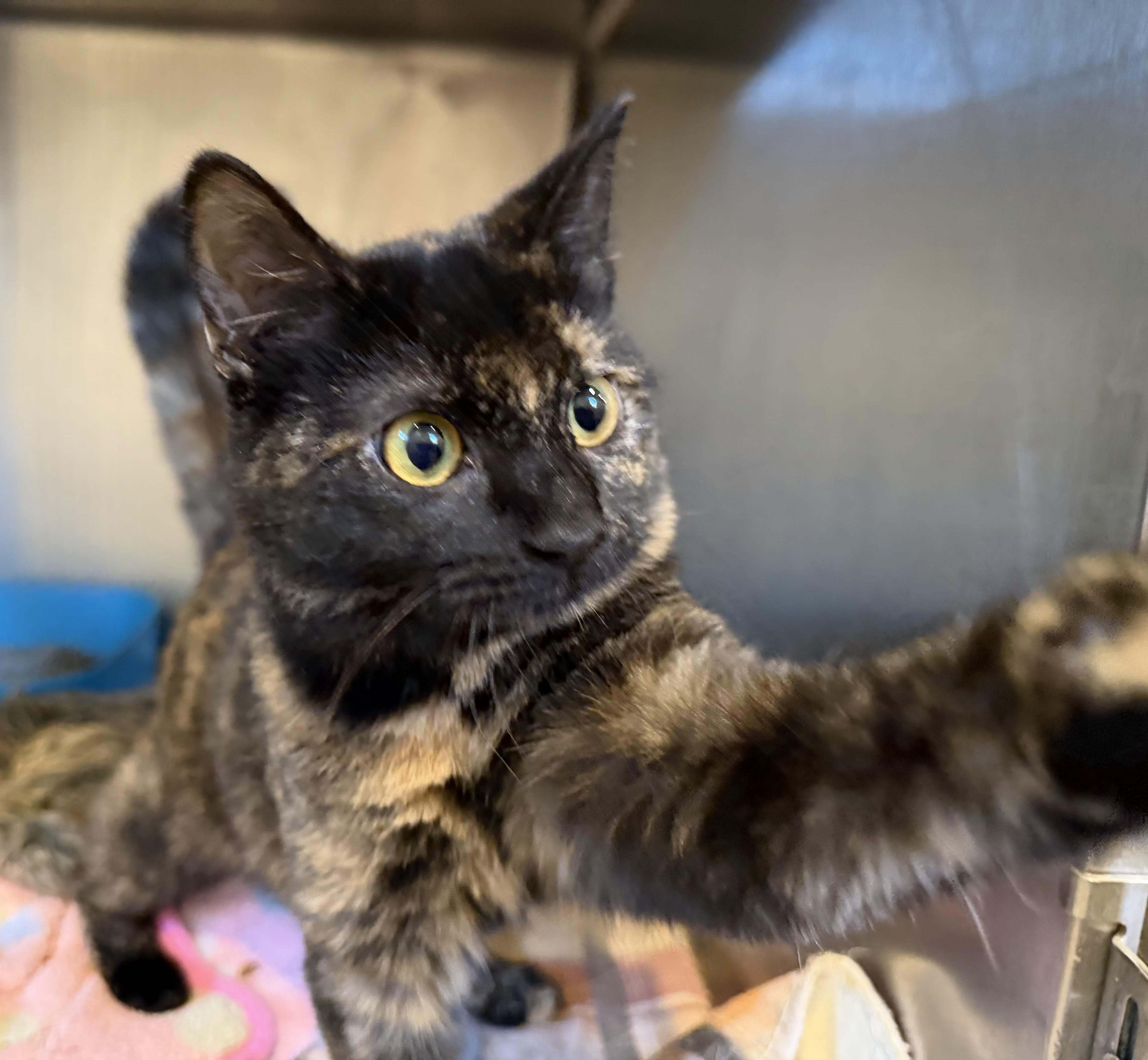 A baby small-sized female Tortoiseshell Domestic Short Hair cat named Parker Posey for adoption in Bloomsdale, MO