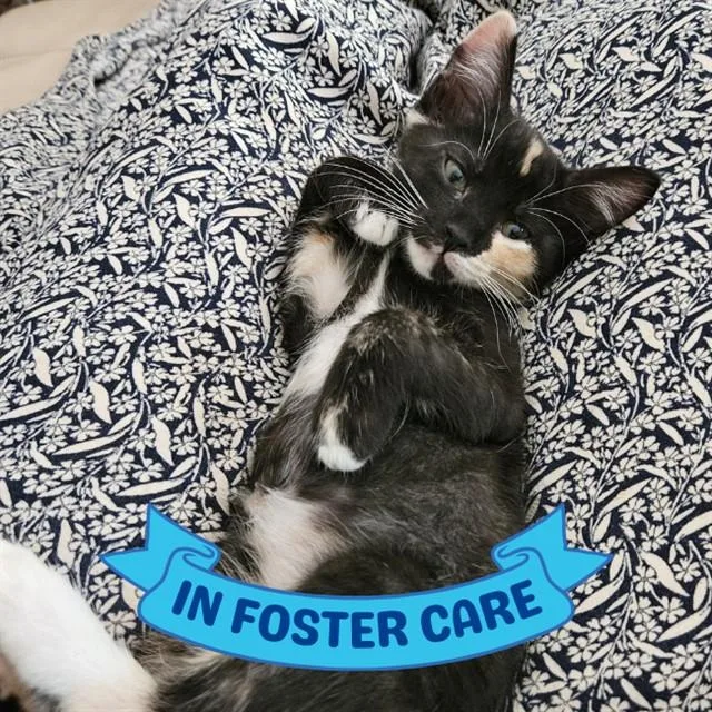 A baby small-sized female Domestic Short Hair cat named Chamomile for adoption in Tallahassee, FL