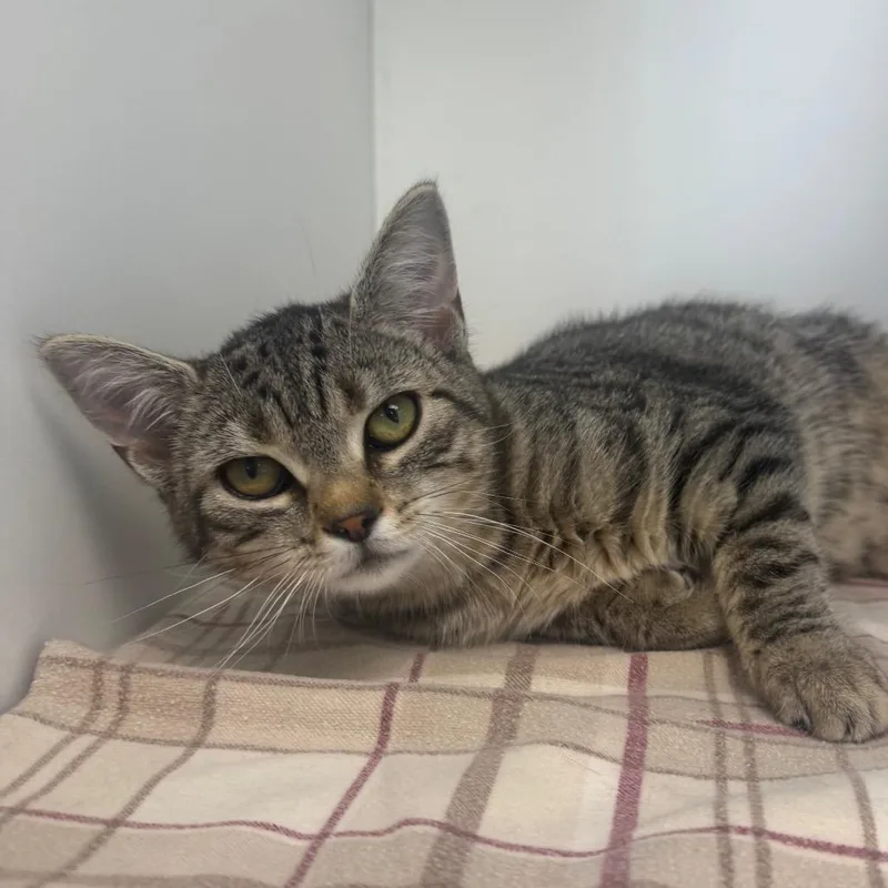 A baby small-sized female Gray / Blue / Silver Domestic Short Hair cat named Apple Crisp for adoption in Easton, PA
