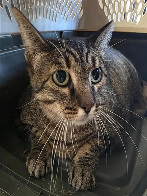 An adult small-sized female Domestic Short Hair cat named Tiger for adoption in San Antonio, TX