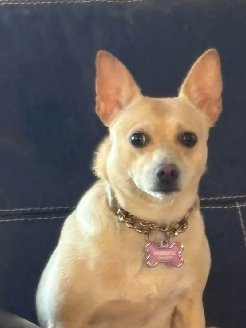 An adult small-sized female Chihuahua dog named Sunshine for adoption in Matthews, NC