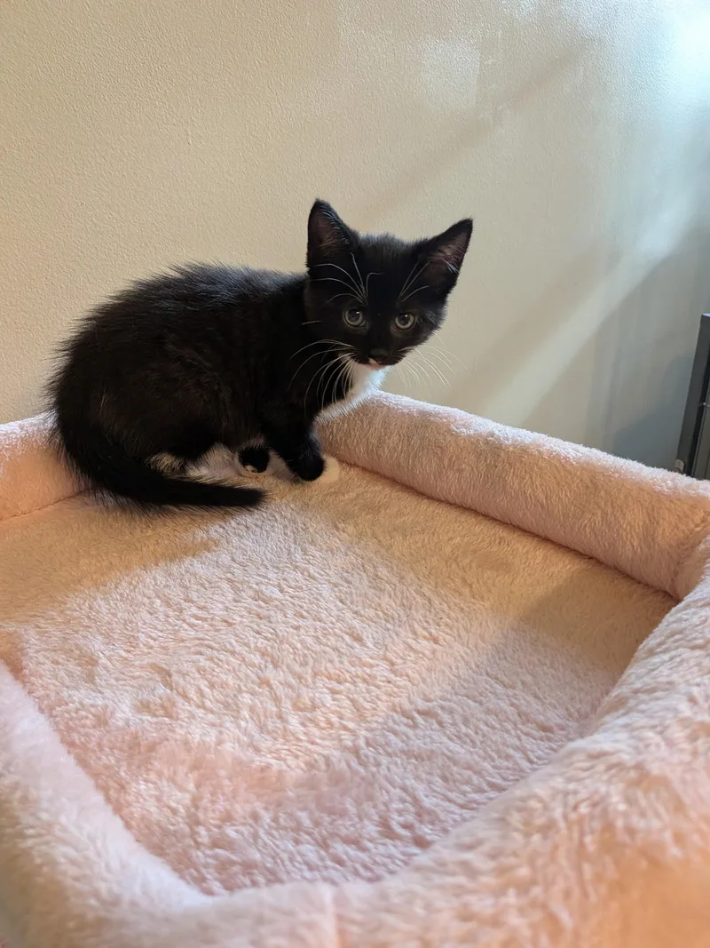 A baby small-sized female Domestic Short Hair cat named Polka for adoption in Hershey, PA