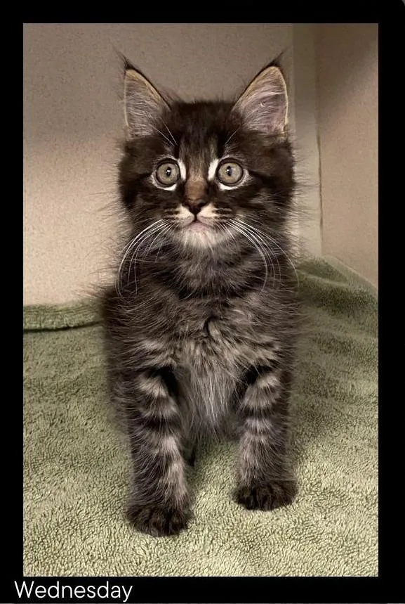 Wednesday thumbnail 2