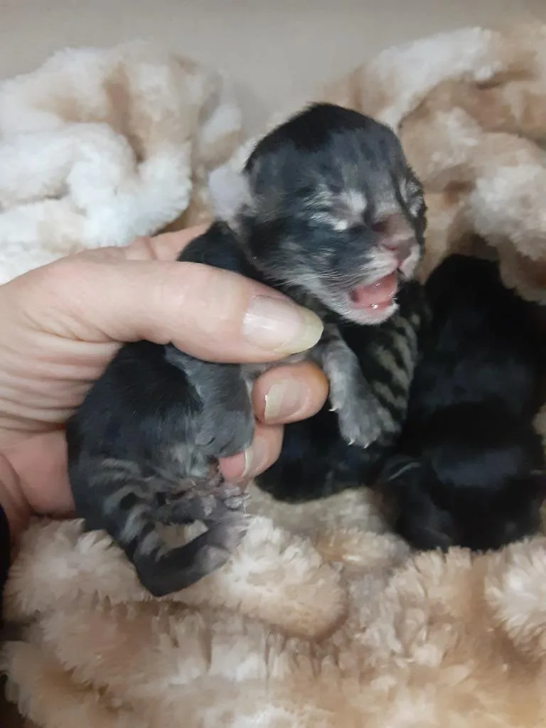 Wednesday thumbnail 4