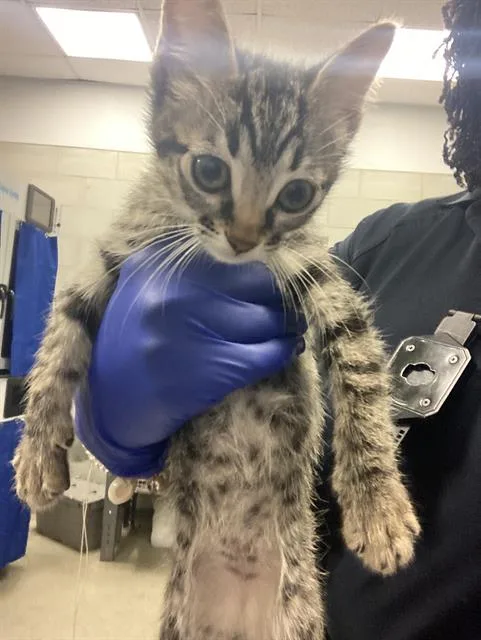 A baby small-sized female Domestic Short Hair cat named Naomi for adoption in Dallas, TX