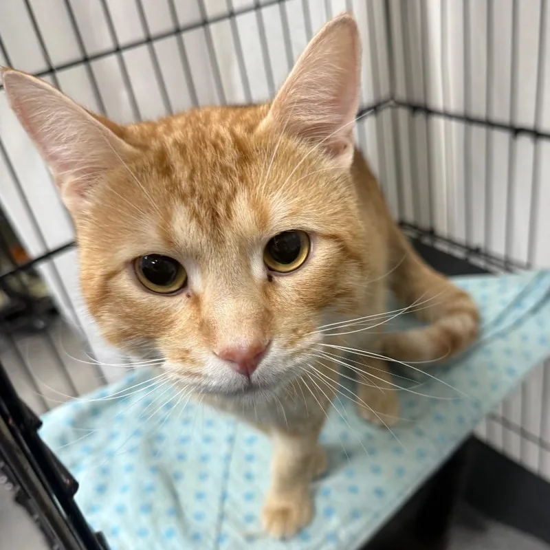 An adult large-sized male Orange / Red Domestic Short Hair cat named Bumblebee for adoption in Normal, IL
