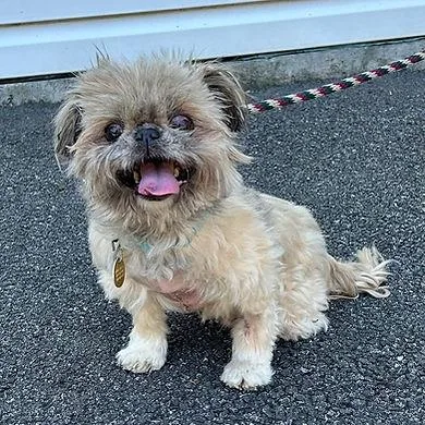A senior small-sized male Shih Tzu dog named Nacho for adoption in Huntington, NY