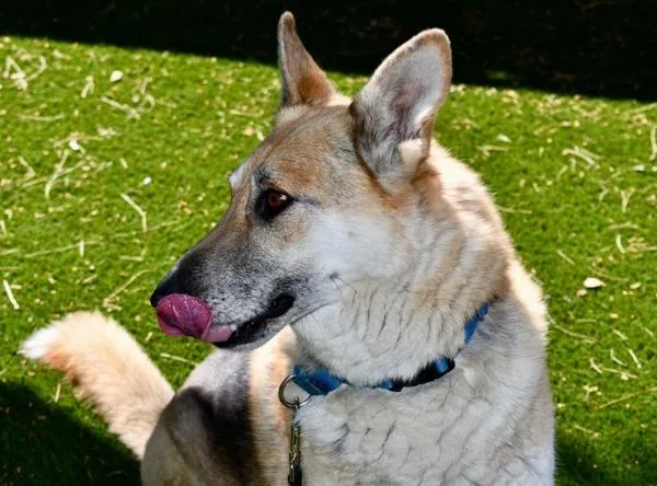 An adult large-sized male German Shepherd Dog dog named Chase for adoption in El Cajon, CA