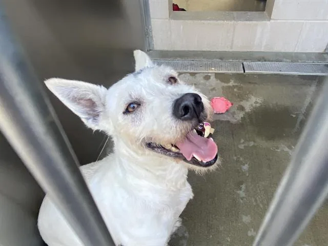 A young large-sized female West Highland White Terrier / Westie dog named Buffy for adoption in Tustin, CA