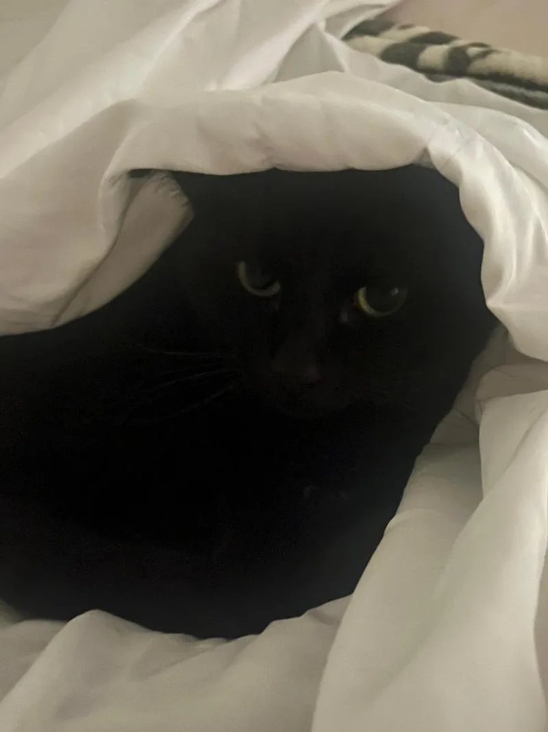 Mango And Shadow thumbnail 2