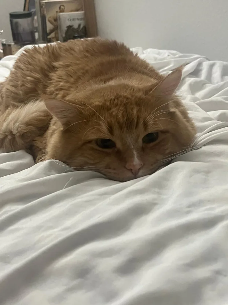 Mango And Shadow thumbnail 3