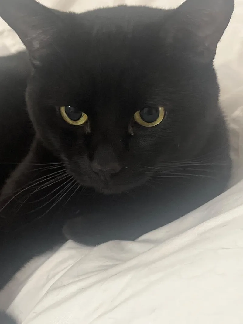 Mango And Shadow thumbnail 4