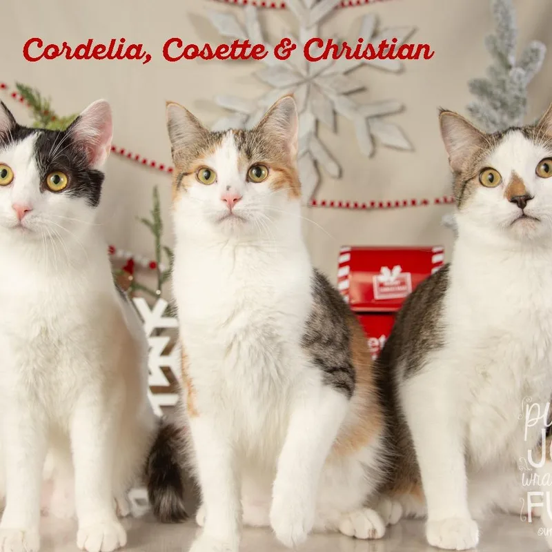 Cordelia thumbnail 2