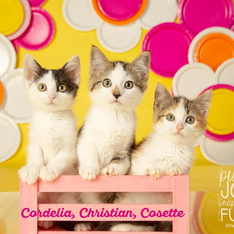 Cordelia thumbnail 3