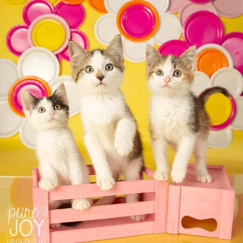 Cordelia thumbnail 4