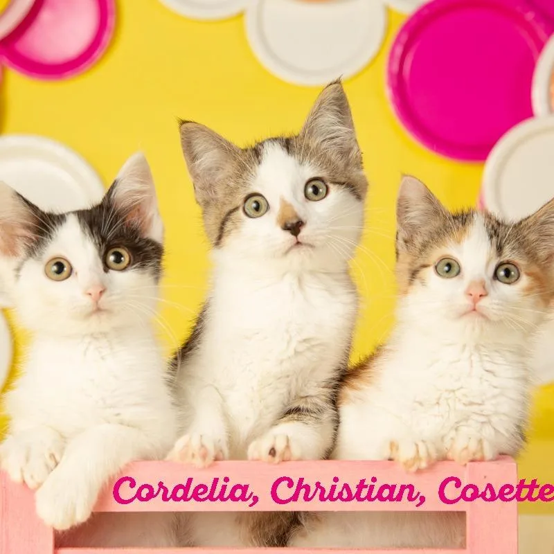 Cordelia thumbnail 5