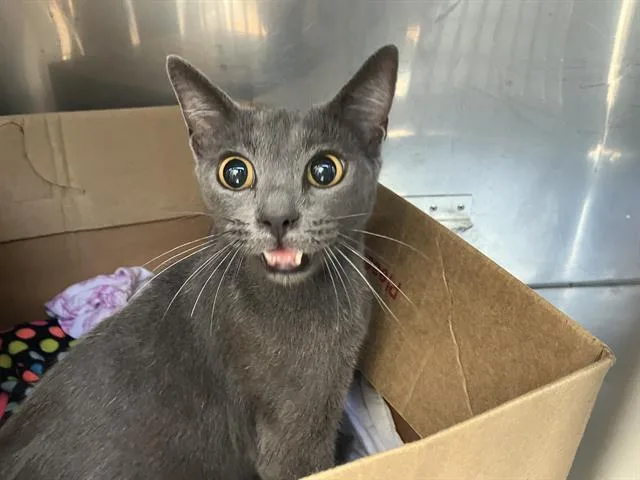 A young small-sized female Domestic Short Hair cat named Mary for adoption in Dallas, TX