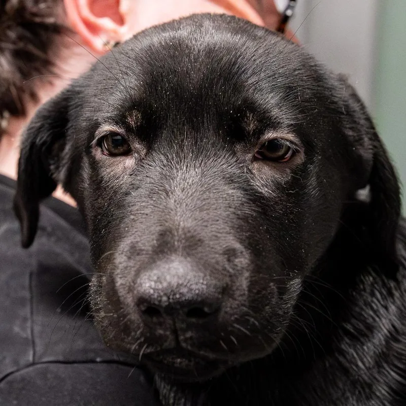 A baby small-sized female Black Labrador Retriever dog named Fenrin Avail By Appt for adoption in Kennebunk, ME
