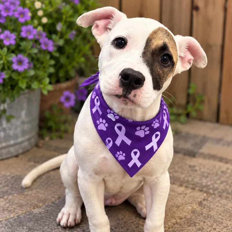 A baby medium-sized female White / Cream Pit Bull Terrier dog named Flannel for adoption in Griswold, CT