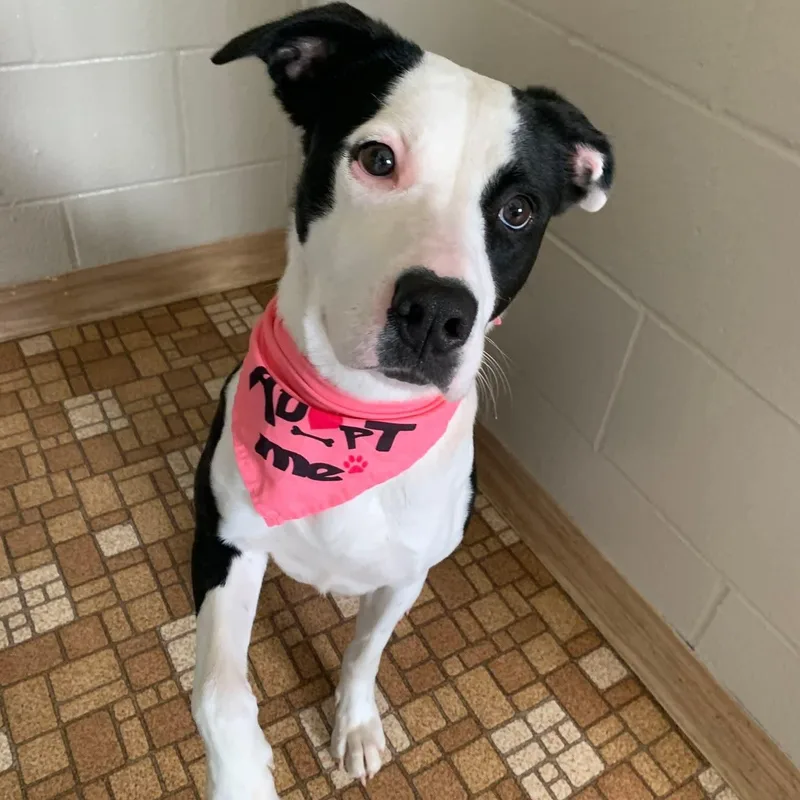 A young medium-sized female White / Cream Mixed Breed dog named Nova for adoption in Eureka, IL