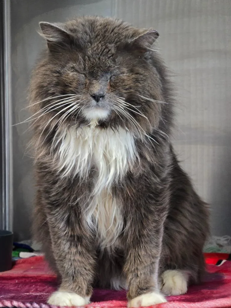 A young medium-sized male Domestic Long Hair cat named Ham Samuel for adoption in Ashland, WI