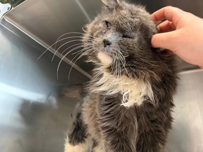 Ham Samuel thumbnail 3