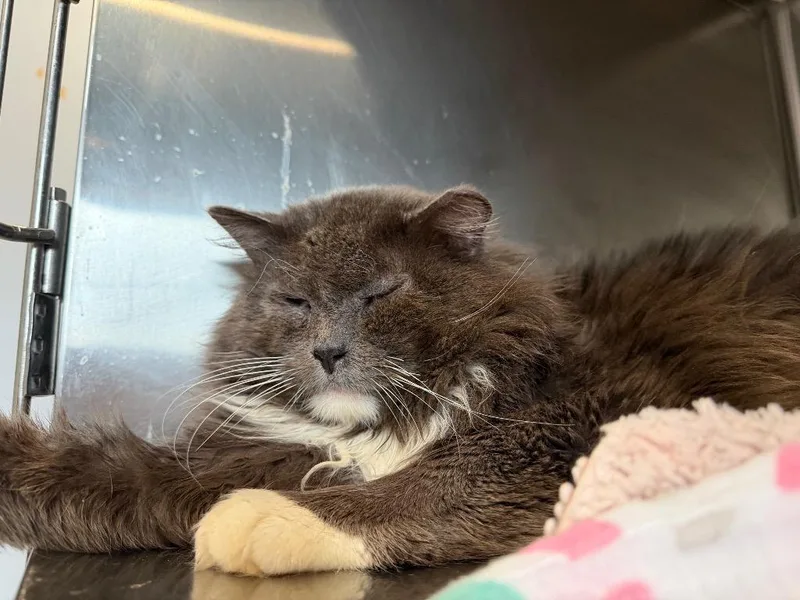 Ham Samuel thumbnail 4