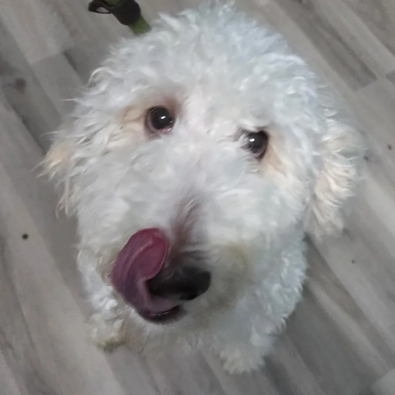 Ramen NoodlesDOLCE thumbnail 3