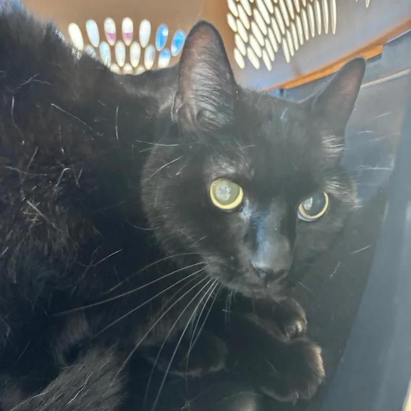 A senior medium-sized female Black Domestic Short Hair cat named Violet for adoption in Clearwater, FL