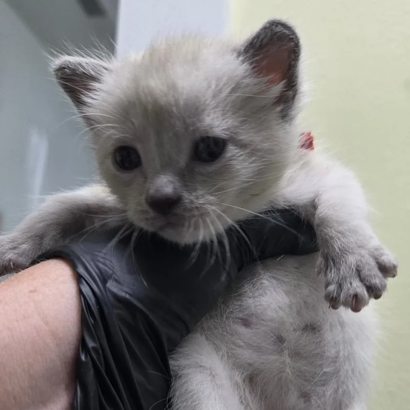 A baby small-sized female White Domestic Short Hair cat named Kiwi for adoption in Newport, TN